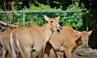 Beautiful and cute roe deers near the fence, among the plants