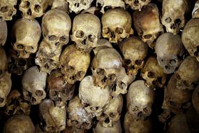 many skulls close up