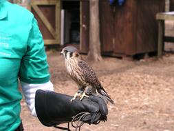 Close-up of the cute, colorful and beautiful American kestrel bird on the hand