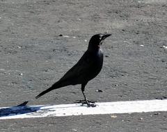 Black Bird Standing