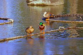 ducks on a stick in the water