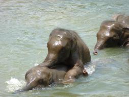 Elephant Young Elephants Sri