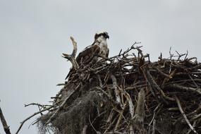 Everglades National Park Nest