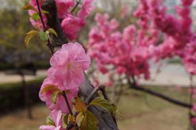 flowers rose garden sakura