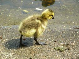 Gosling as a Cute Bird