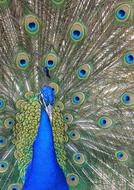 colorful Peacock Feather Bird