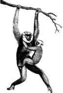 animal ape asian gibbon illustration