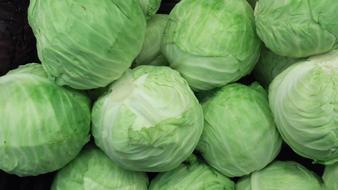 harvest of ripe green cabbage