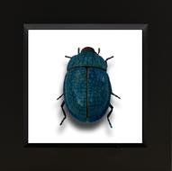 Beautiful, blue ceramic beetle, at white and black square, clipart