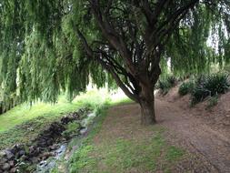 tree river grass