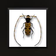 clipart of Ceramic Insect Animal