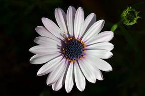 Flower Macro Nature