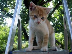 kitten on a stepladder in the garden