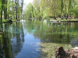 water green tree view