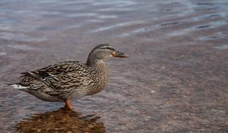 Cute, colorful and beautiful duck in the water with ripple