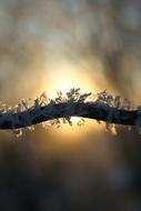 Winter Ice sunny weather on a frozen branch