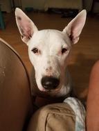 English Bull Terrier Dog