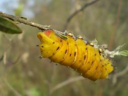 yellow tree caterpillar