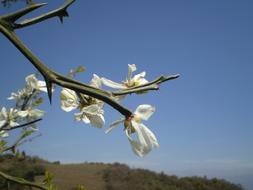 white landscape view flower