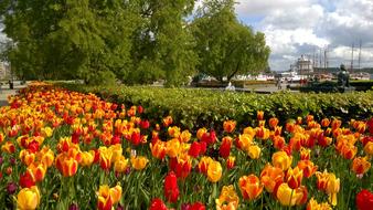 perfect Tulips Port City