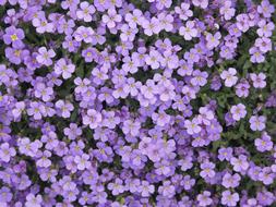 Flowers Purple violet