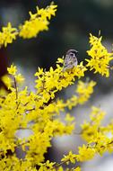 Sparrow Birds on Forsythia