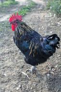 black rooster funny