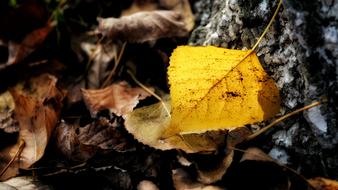 leaf,tree,yellow,fall,landscape,view