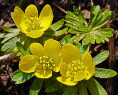 yellow flower with leaves by the tree