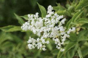 white flowers by the foliage