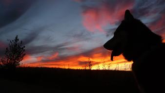 Beautiful silhouette of the dog, on landscape with plants, at colorful and beautiful sunset with clouds