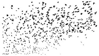 flock of birds against a white background