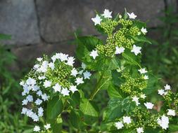 green grass with a white flower