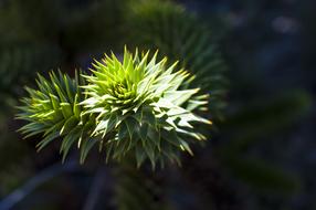 green plant with nature