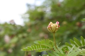the flower green background is beautiful
