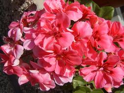 a beautiful pink flower in the garden