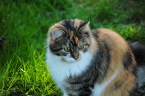 Cat Maine Coon Mix