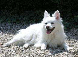 domestic Dog White Canine