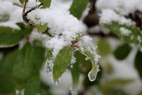 snowy leaves on the tree