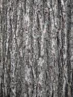 Bark Tribe Tree black white