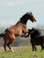 a couple of horses in the yard