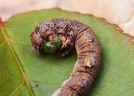 brown caterpillar lies on a green leaf, close-up