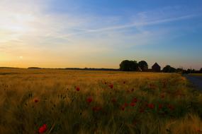 a beautiful field of flowers in the sun