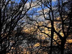Trees Aesthetic sun sky Background