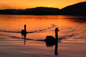 bird silhouettes in the water