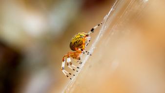 Yellow Spider in a blurred background