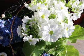 beautiful white flowers by the window