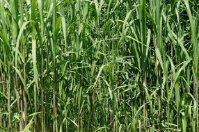 Green Bamboo Grass Texture