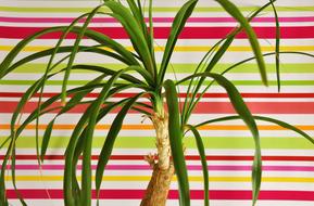 palm tree on a colored background is beautiful