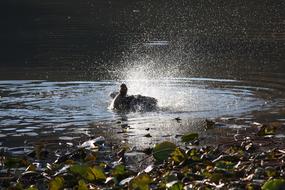 Duck Pond Water Mountain